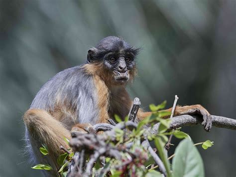 exoticmonkey|18 Extraordinary Types of Monkeys .